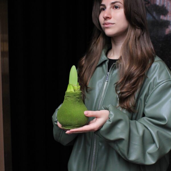 Луковица амариллиса в воске